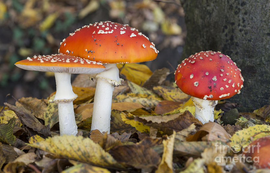 Mushroom Photograph - Amanita muscaria #2 by Compuinfoto 