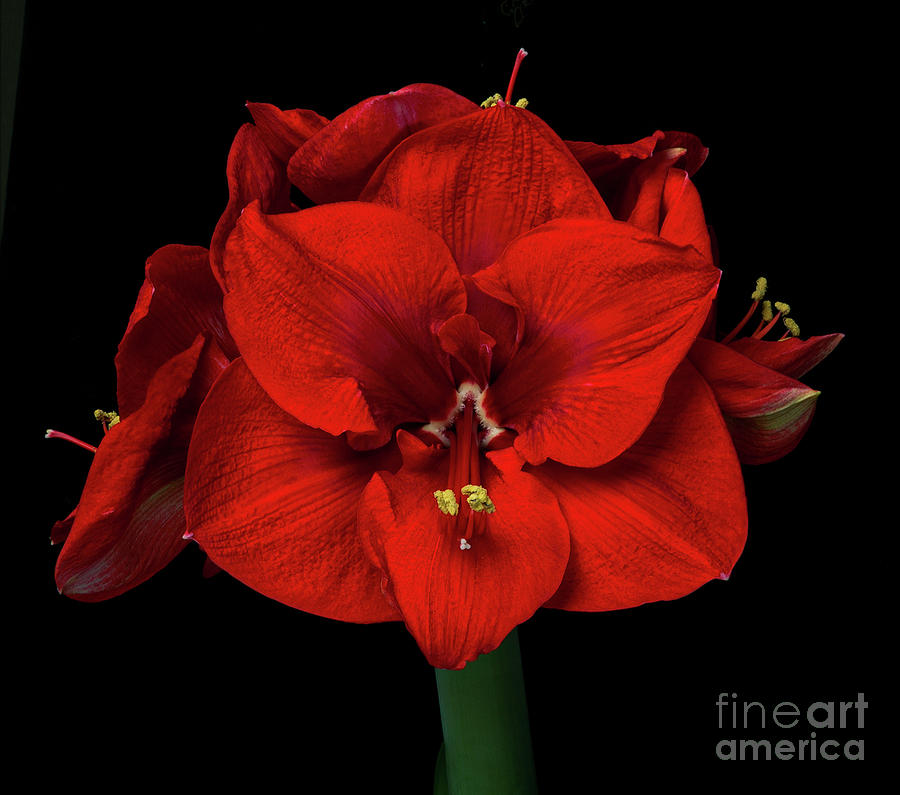 Amaryllis Merry Christmas #2 Photograph by Ann Jacobson