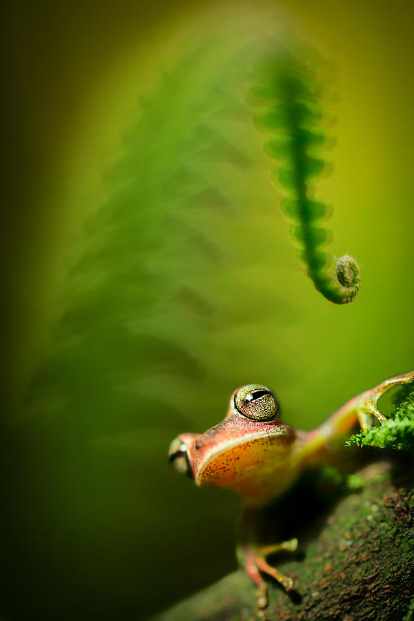 Jungle Photograph - Amazon tree frog #2 by Dirk Ercken