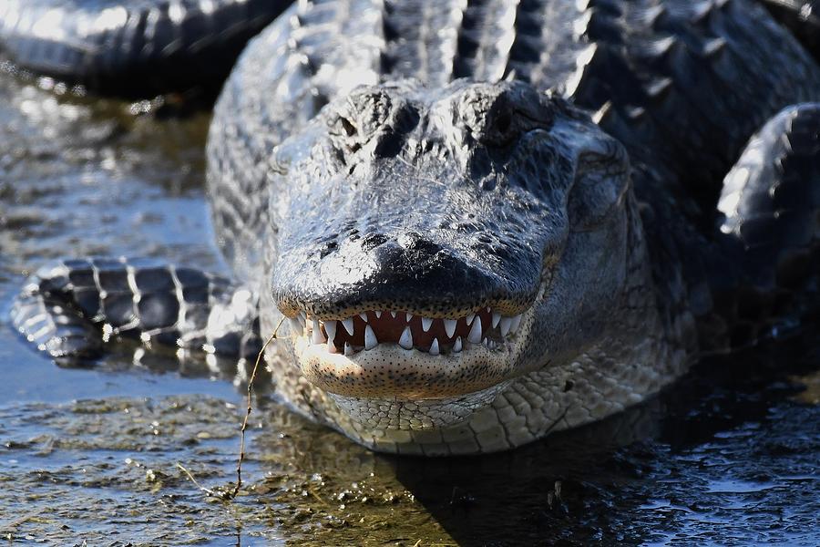 Alligator Photograph - American Alligator #2 by David Campione