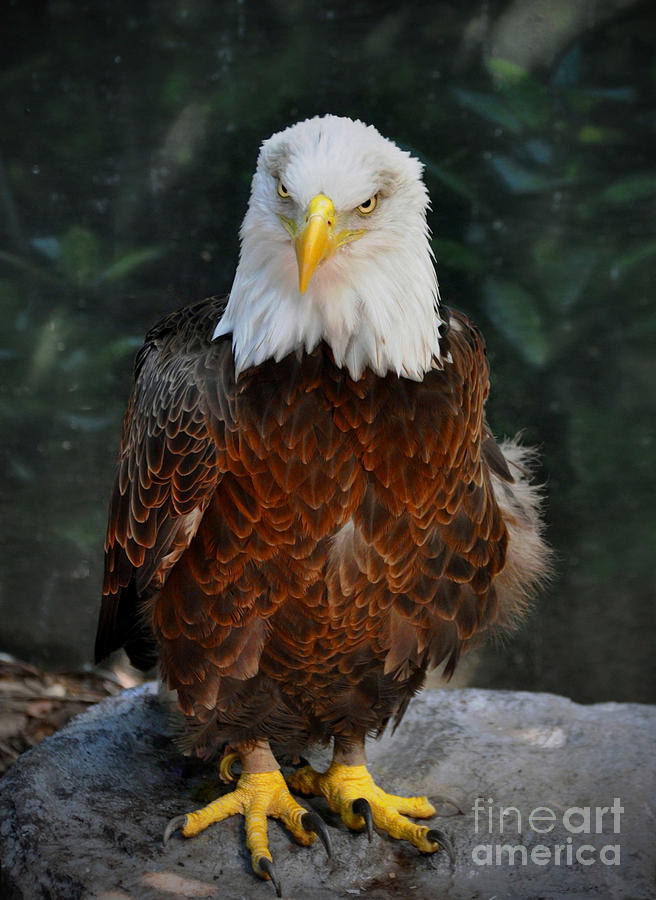 American Bald Eagle  #1 Photograph by Savannah Gibbs