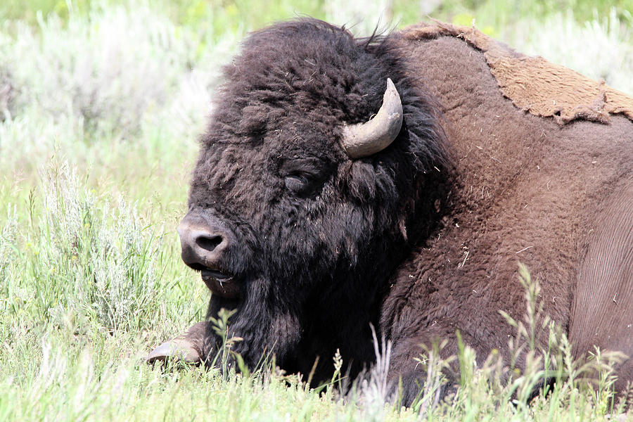 American Bison Yellowstone USA #2 Photograph by Bob Savage