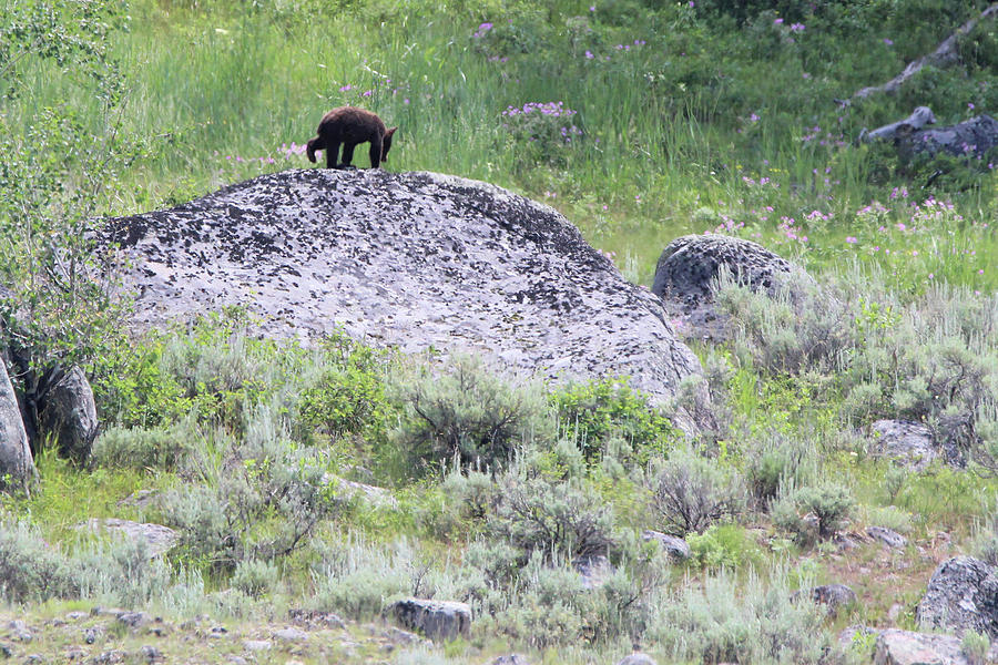 American Black Bear Yellowstone USA #2 Photograph by Bob Savage