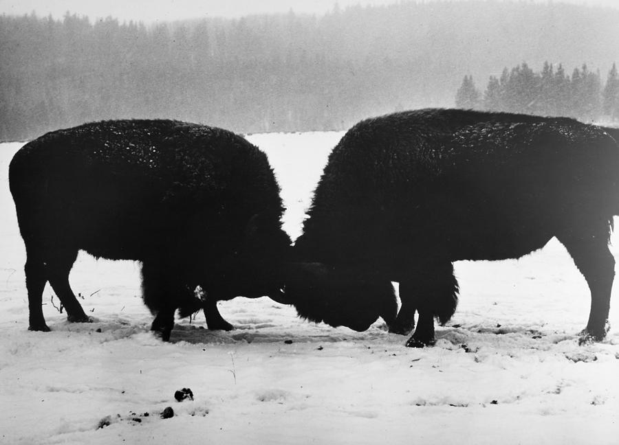 American Buffalo #2 Photograph by Granger