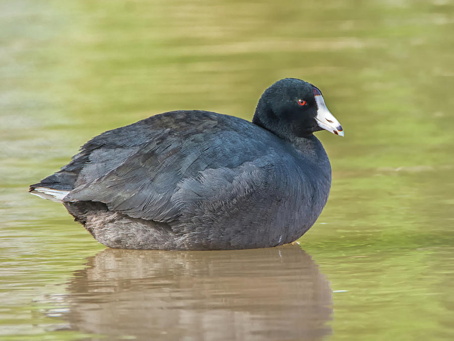 American Coot #2 Photograph by Tam Ryan