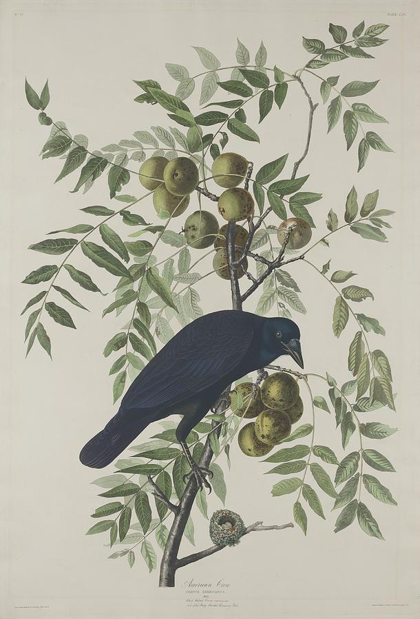 John James Audubon Drawing - American Crow #2 by Dreyer Wildlife Print Collections 