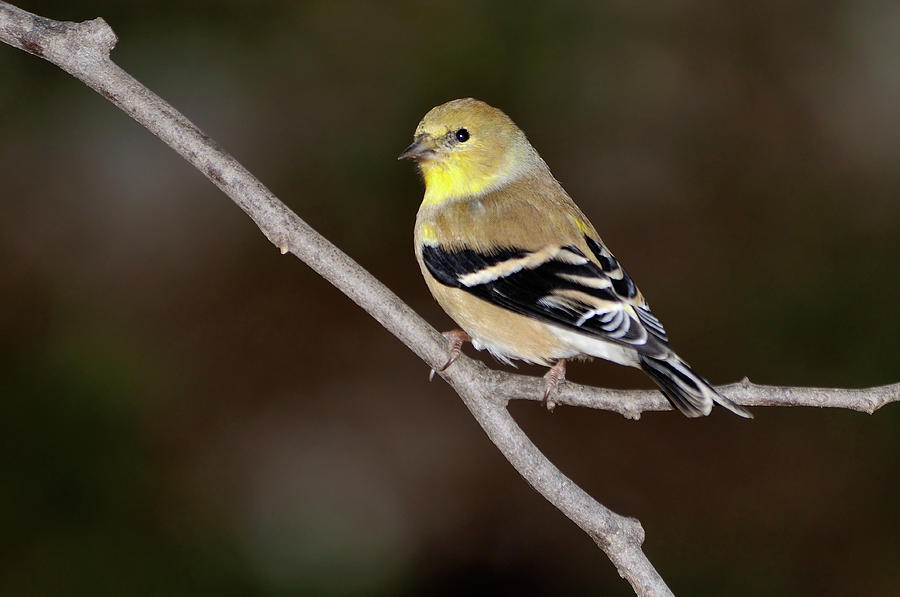 Finch Photograph - American Goldfinch #2 by Betty LaRue