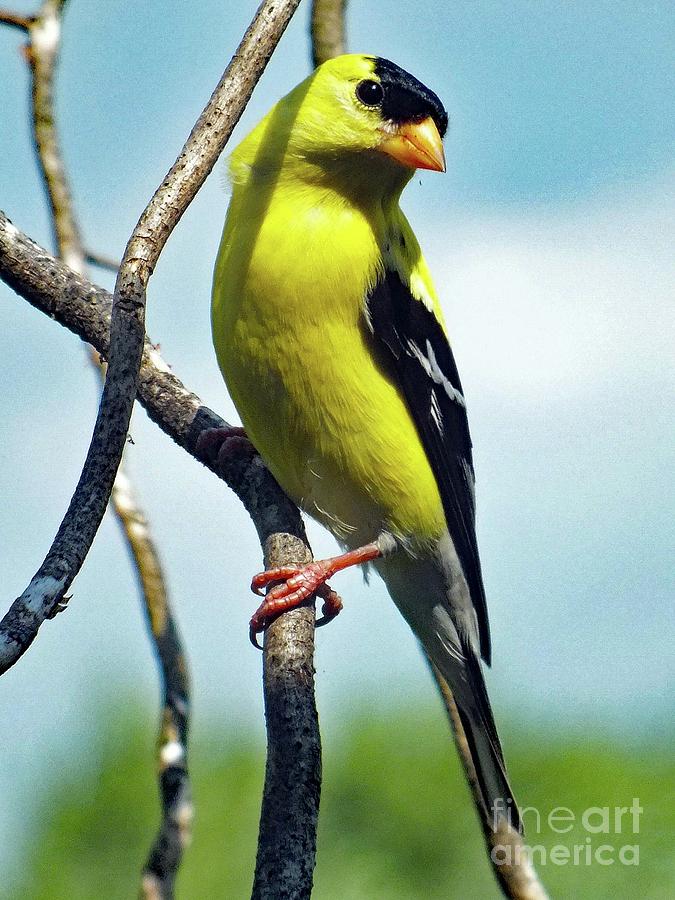 Cute American Goldfinch Photograph
