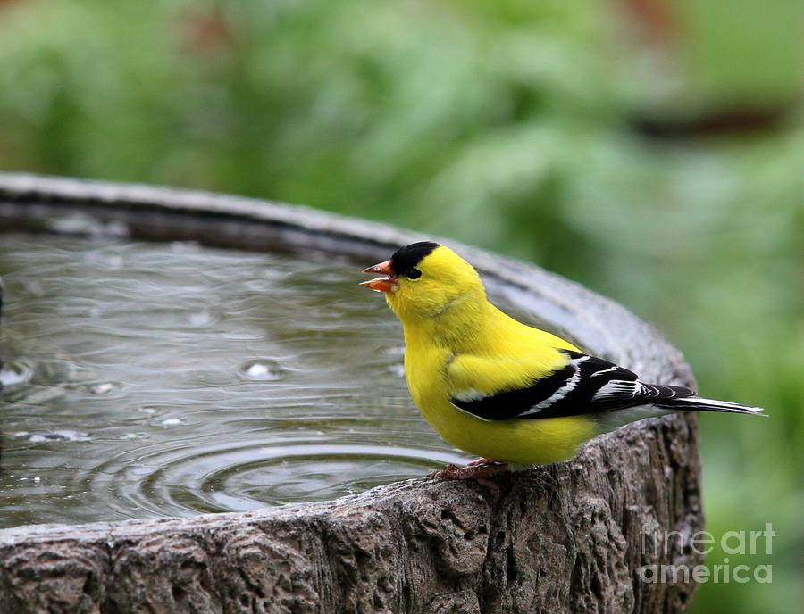 American Goldfinch #2 Photograph by Jack R Brock
