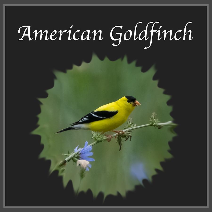American Goldfinch  Photograph by Holden The Moment