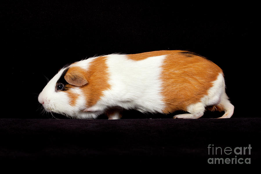 American Guinea Pigs - Cavia porcellus #2 Photograph by Anthony Totah
