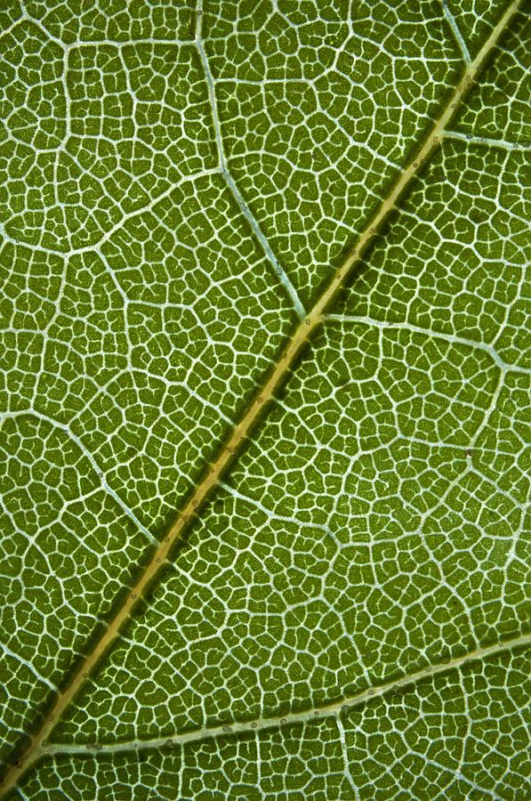 Tree Photograph - American Oak Leaf, Light Micrograph #2 by Jerzy Gubernator