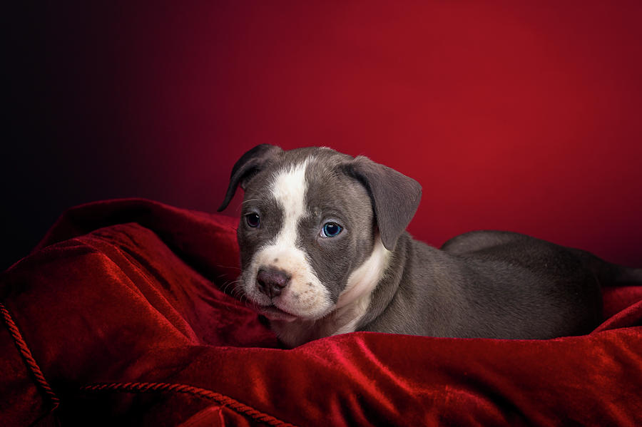 American Pitbull Puppy #2 Photograph by Peter Lakomy