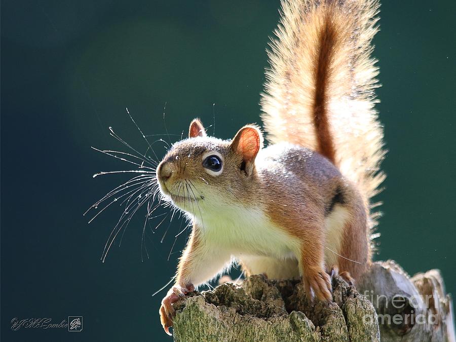 American Red Squirrel #5 Photograph by J McCombie