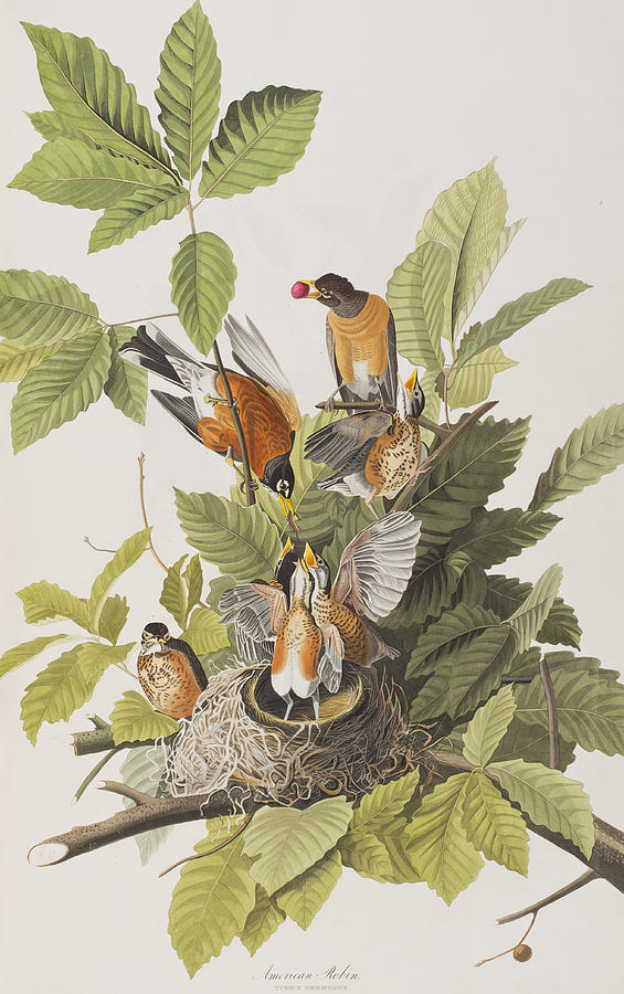 American Robin Painting by John James Audubon