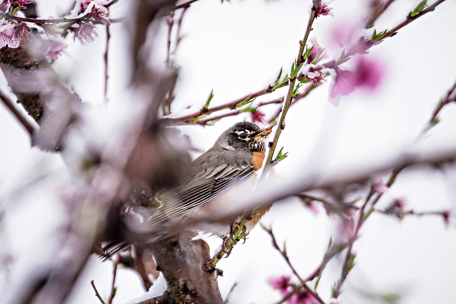 American Robin Perched On Blooming Peach Tree In Spring Snow #2 Photograph by Alex Grichenko