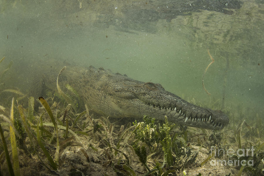 American Saltwater Crocodile #2 Photograph by Mathieu Meur