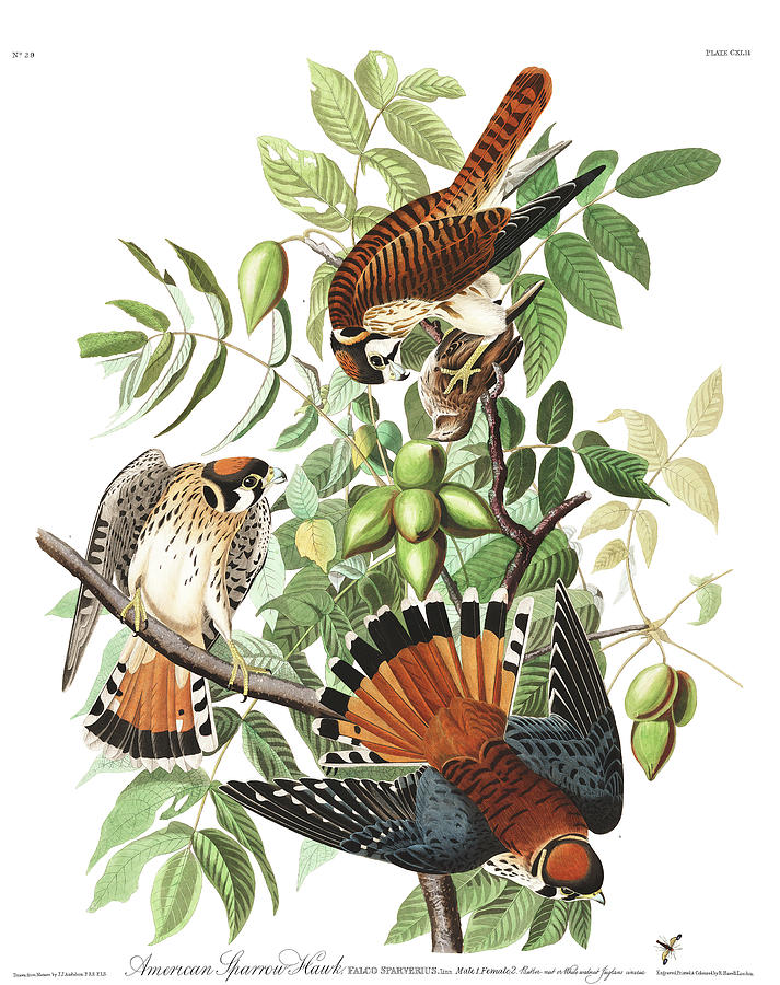 John James Audubon Painting - American Sparrow Hawk #2 by John James Audubon