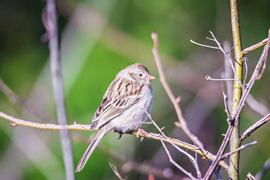 American Tree Sparrow Perched On A Tree In Spring #2 Photograph by Alex Grichenko