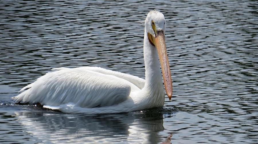 Pelican Photograph - American White Pelican #2 by Emily Hargreaves