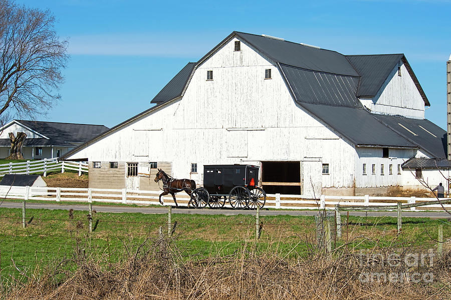 Amish Buggy and White Barn #2 Photograph by David Arment