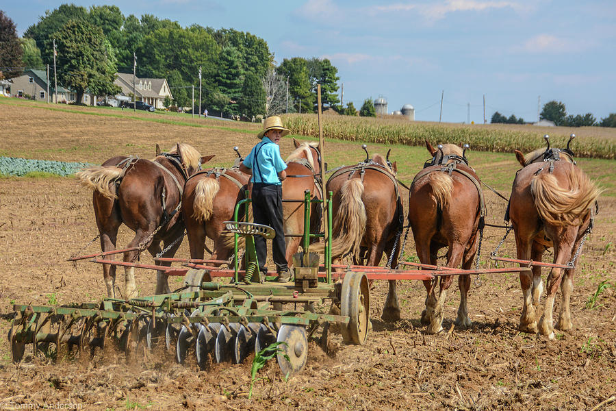 Amish Farming #2 Photograph by Tommy Anderson