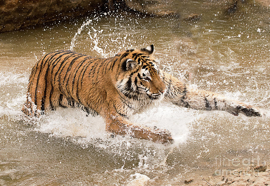 Amur Tiger #2 Photograph by Dennis Hammer