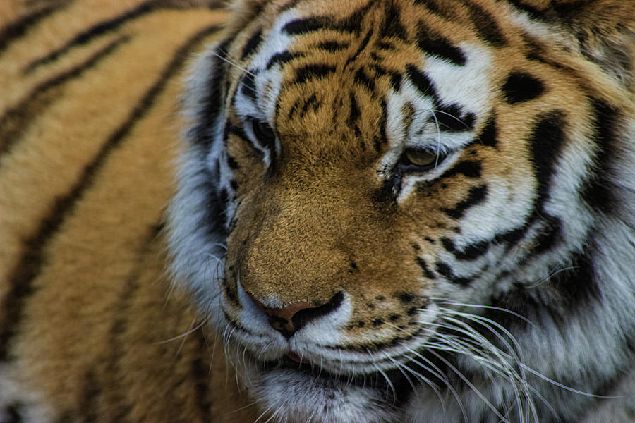 Wildlife Photograph - Amur Tiger #2 by Martin Newman