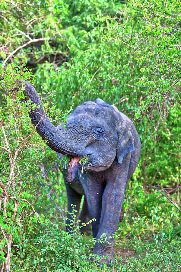 an Indian Elephant is walking through the jungle #2 Photograph by Gina Koch