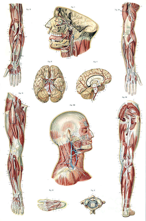 Anatomie Du Corps Humain, Laskowski #2 Photograph by Science Source