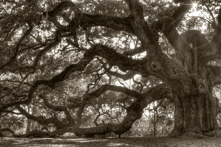 Tree Photograph - Angel Oak Live Oak Tree #2 by Dustin K Ryan