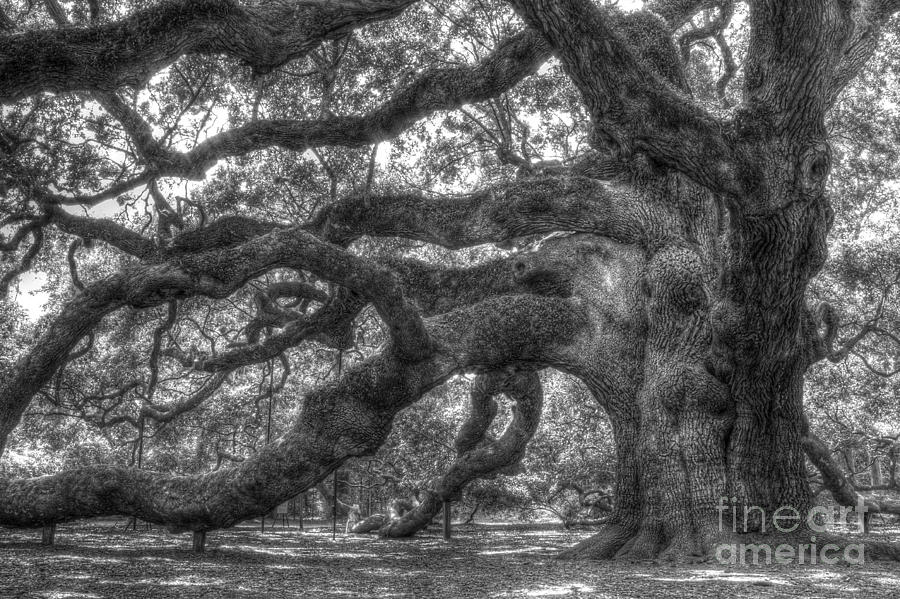 Tree Photograph - Angel Oak Tree Charleston SC #2 by Dustin K Ryan