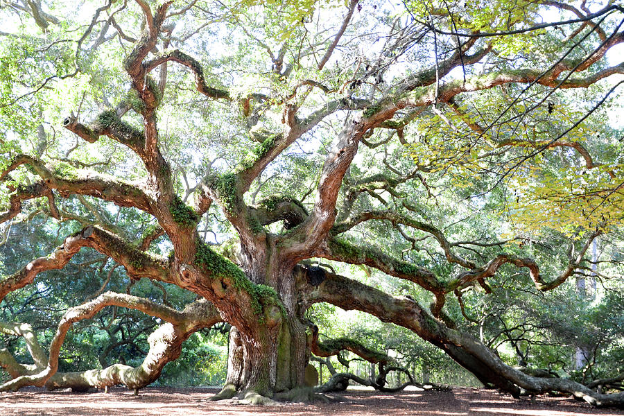 Angel Oak Tree Photograph - Angel Oak Tree #2 by Kim Elliott