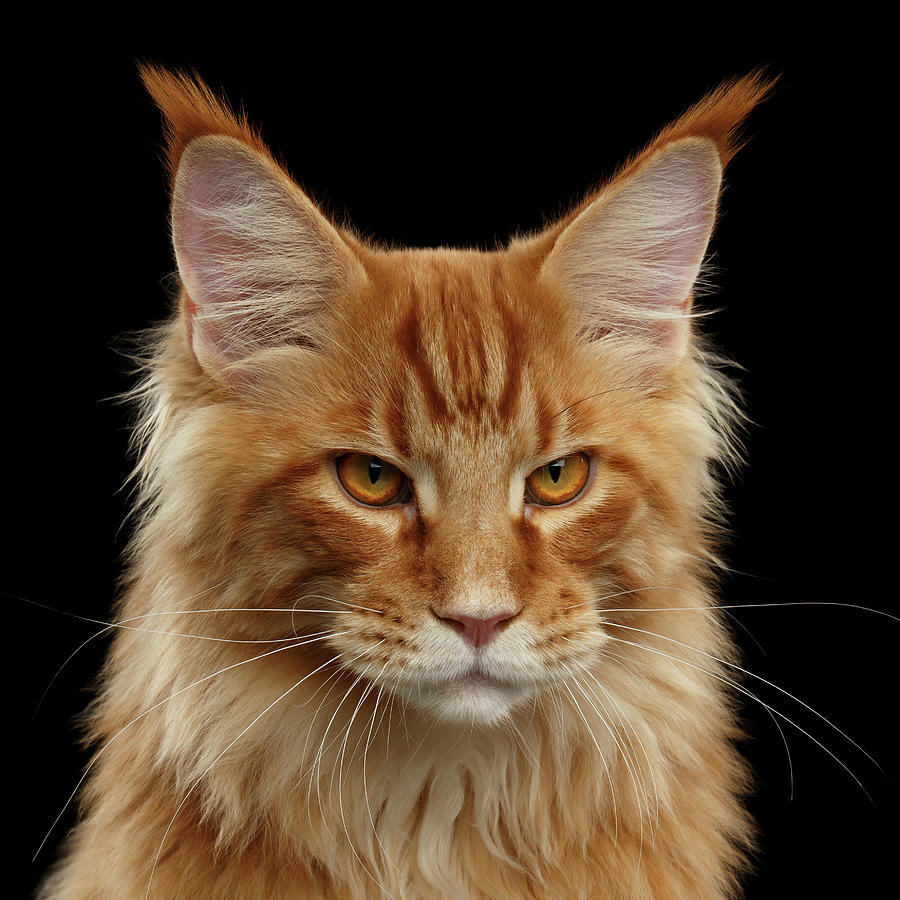 Cat Photograph - Angry Ginger Maine Coon Cat Gazing on Black background #3 by Sergey Taran