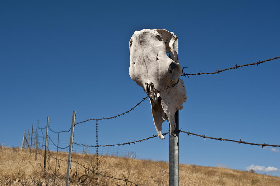 Animal Skull on Barbwire Fence #2 Photograph by Jim Corwin