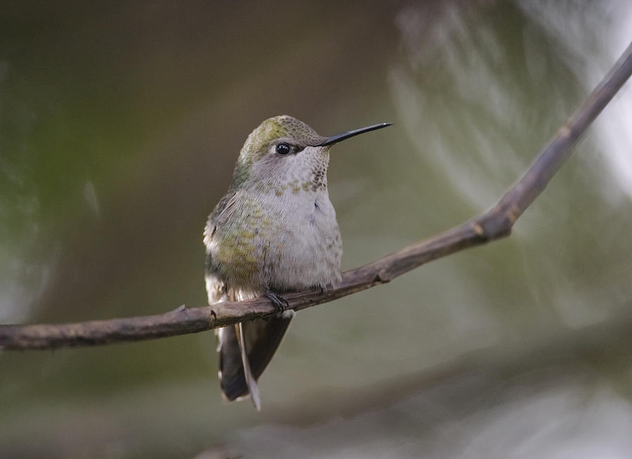 Annas Hummingbird Photograph by Kathy King