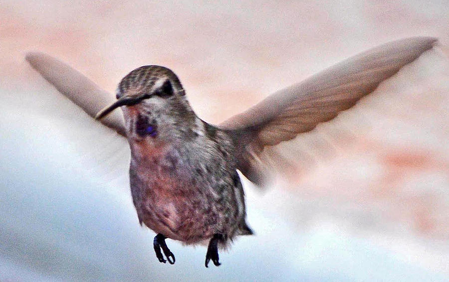 Hummingbird Photograph - Annas In Flight #2 by Jay Milo