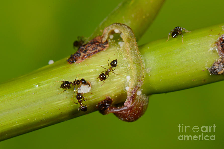 Ant Plant With Ants #2 Photograph by Francesco Tomasinelli