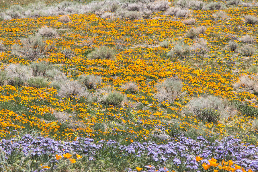 Antelope Valley Poppy Reserve #2 Photograph by Beth Taylor