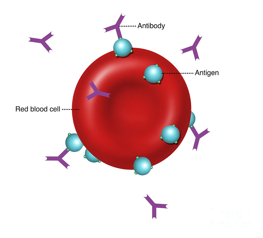 Antibodies And Antigens, Illustration #2 Photograph by Gwen Shockey