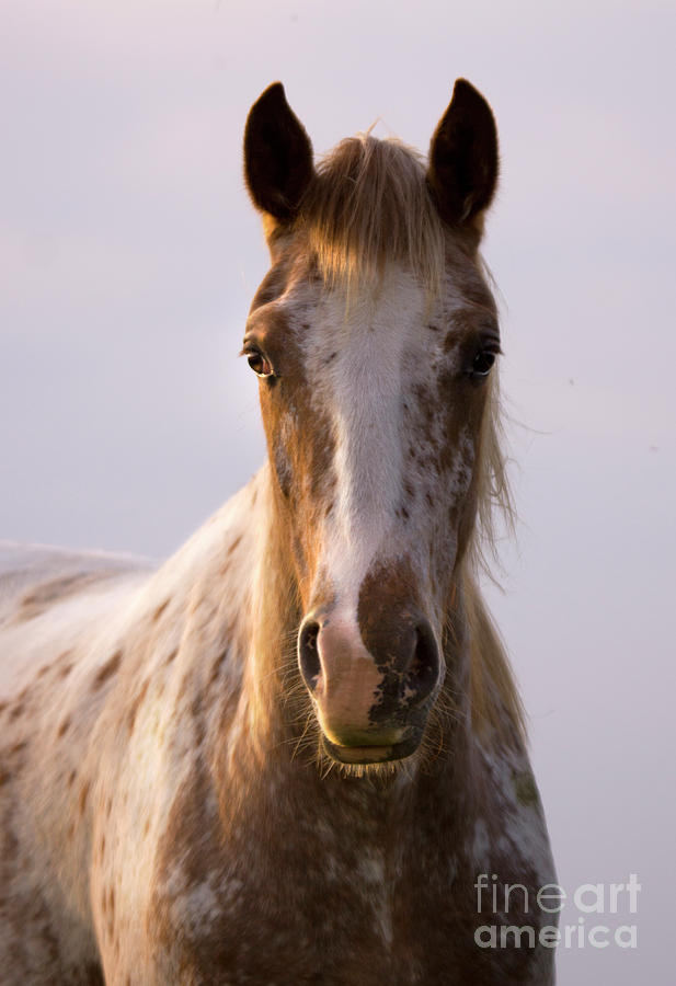 Appaloosa Horse Photograph
