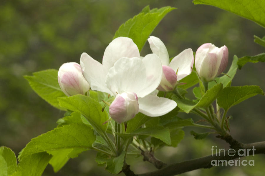 Apple Blossoms #2 Photograph by Inga Spence