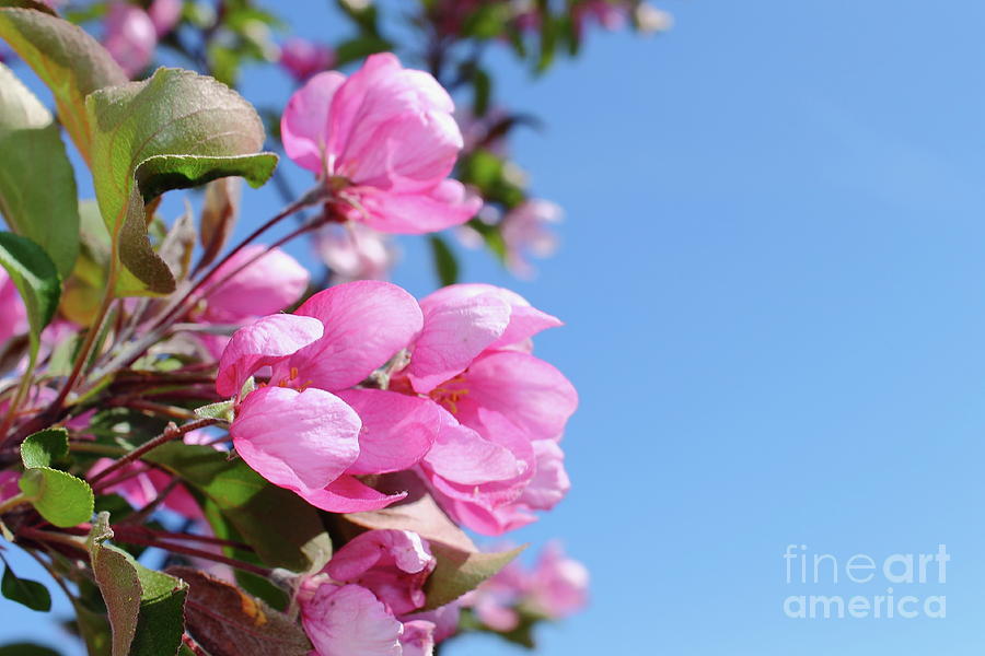 Apple Tree Flowers Against The Blue Sky Background. Photograph