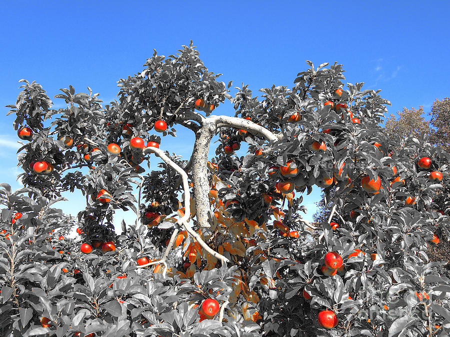 Apples  #2 Photograph by Raymond Earley