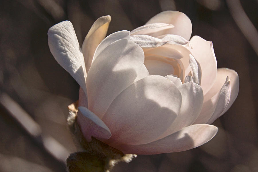 April Morning Magnolia #2 Photograph by Theo OConnor