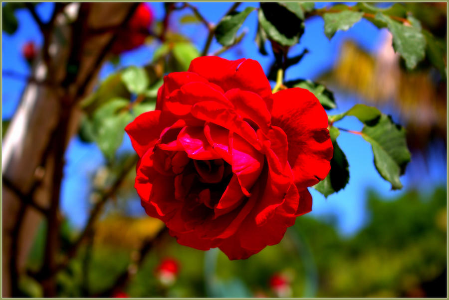 Rose Photograph - April Rose #2 by Mindy Newman