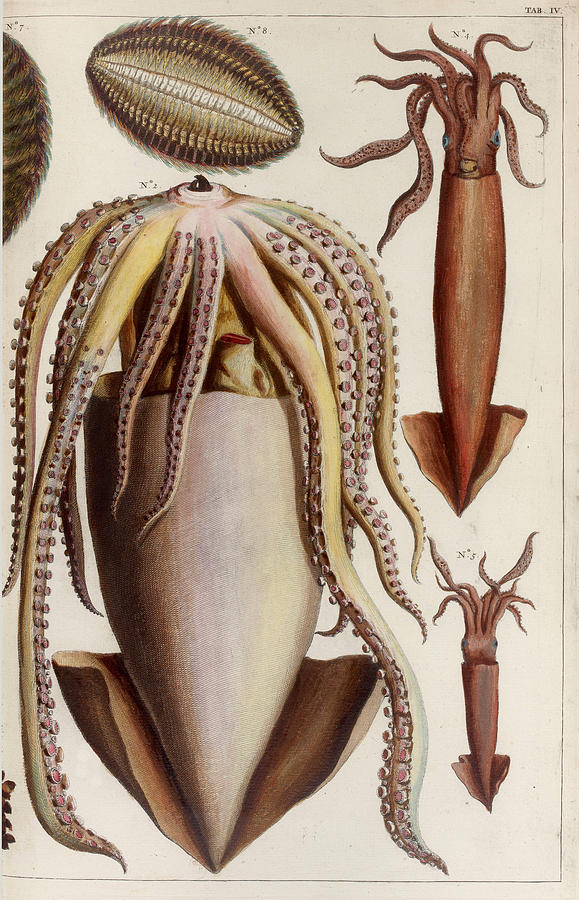 Aquatic Animals - Seafood - Octopus - Tentacles - Sea - Cuttlefish - Ink  Drawing by ArtBeOk Com - Fine Art America
