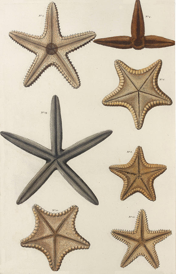 Aquatic Animals - Seafood - Starfish - Sponge - Coral - Sea Drawing by  ArtBeOk Com - Fine Art America