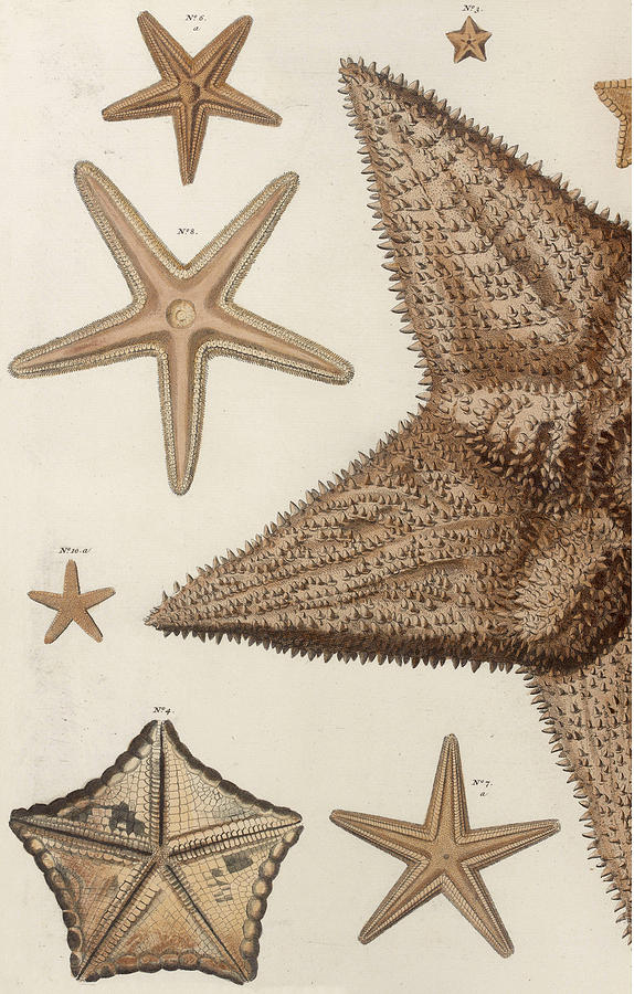 Aquatic Animals - Seafood - Starfish - Sponge - Coral - Sea - Branch  Drawing by ArtBeOk Com - Fine Art America