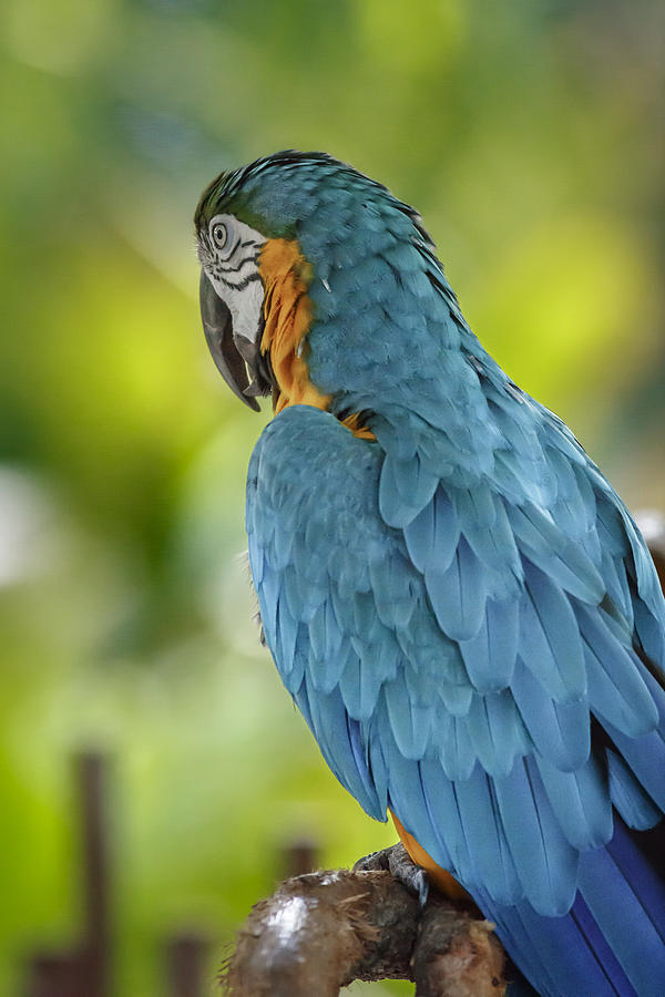 Ara Parrot #2 Photograph by Peter Lakomy